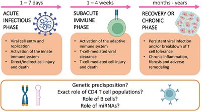 Frontiers | Viral Myocarditis: Classification, Diagnosis, And Clinical ...